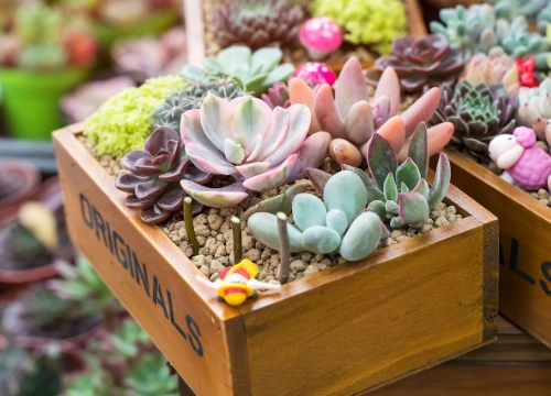 Beat the Drought: Maintain Your Garden During Water Shortages