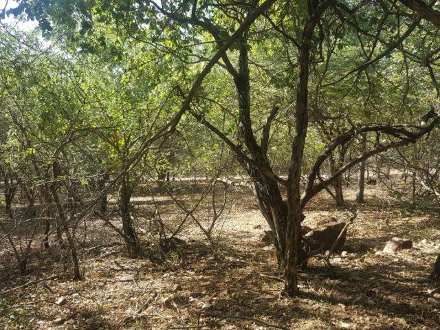 Vacant Land / Plot for Sale in Leeupoort Thabazimbi, Leeupoo
