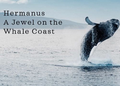 Hermanus: A Jewel on the Whale Coast